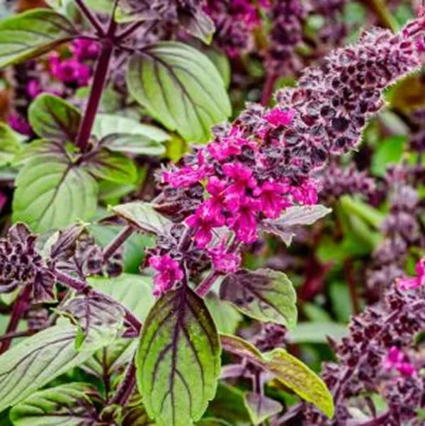 Thai basil