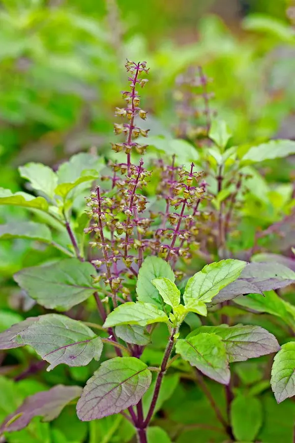 Tulsi Plant