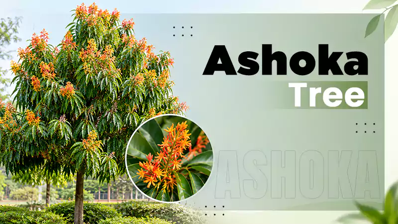 ashoka tree