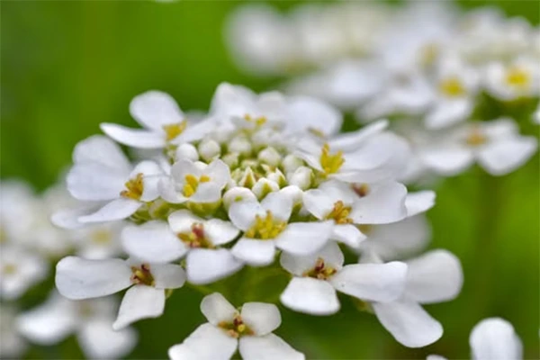 Alyssum Flower