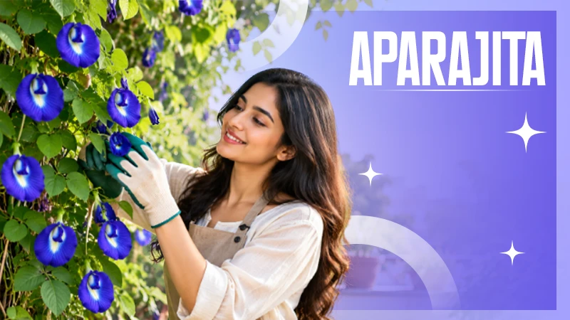 Aparajita: Benefits, Care, and Common Problems of This Beautiful Blue Climber
