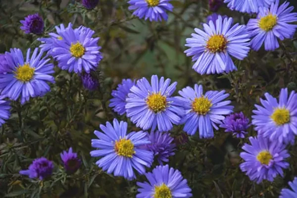Aster flowers