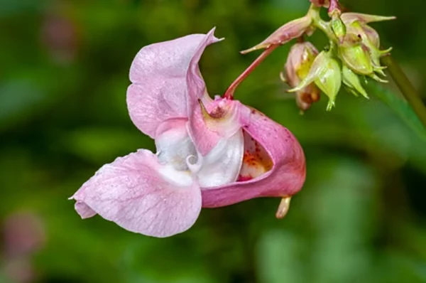 Balsam Flower
