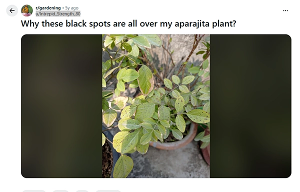 Black spots on Aparajita