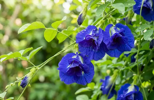 Blue double-petal butterfly pea