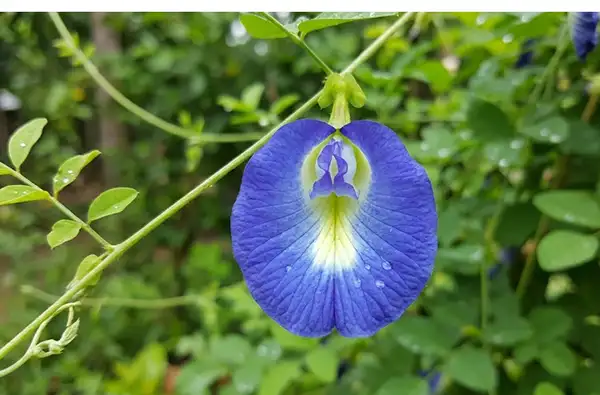 Blue single petal butterfly pea