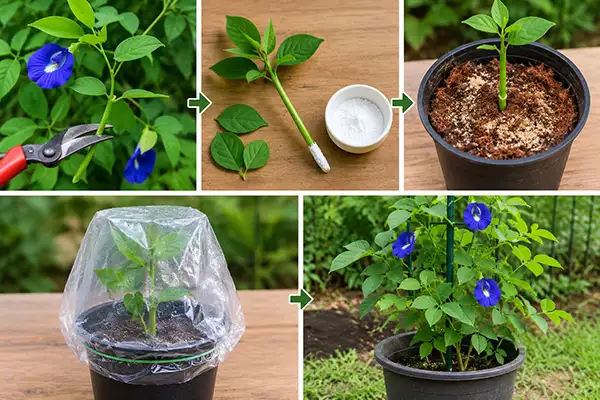 Butterfly pea propagation