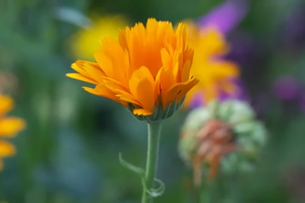 Calendula flowers