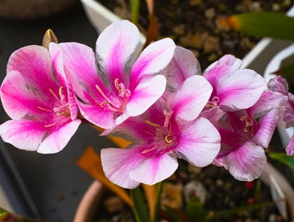 Clarkia flower