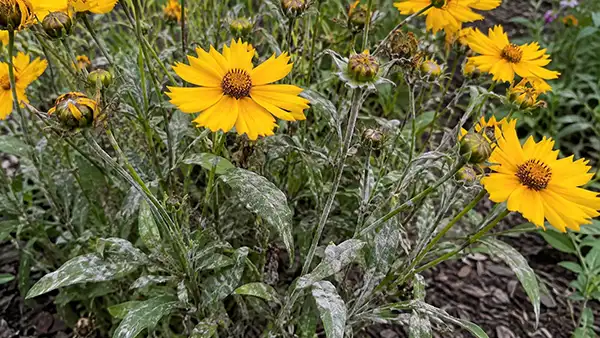 Coreopsis powdery mildew