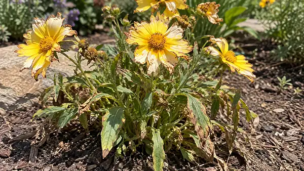 Coreopsis sunscald