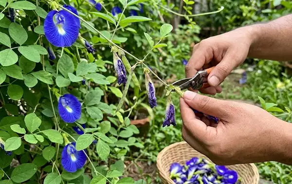 Deadheading of Blue Pea Flowers