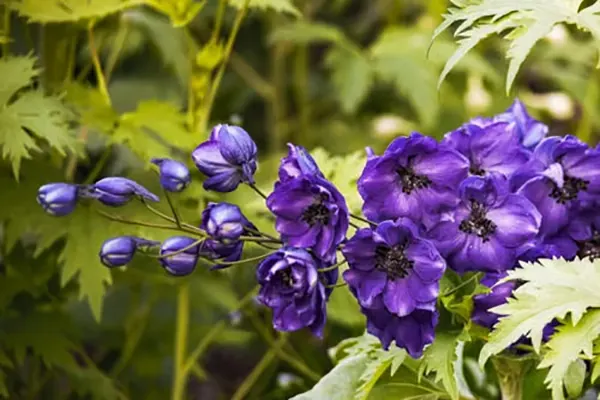 Delphinium Flowers