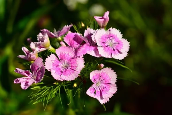 Dianthus flower