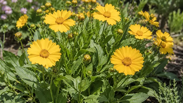 Ear-leaved tickseed