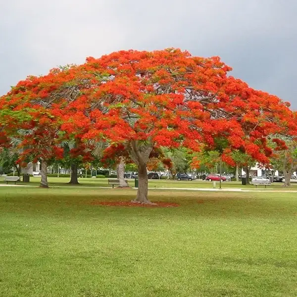 Gulmohar Plant Image