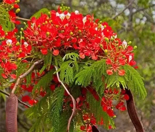 Gulmohar Plant Image