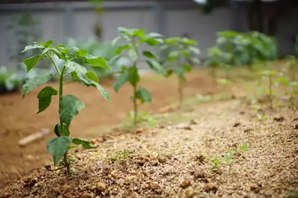 Healthy seedling