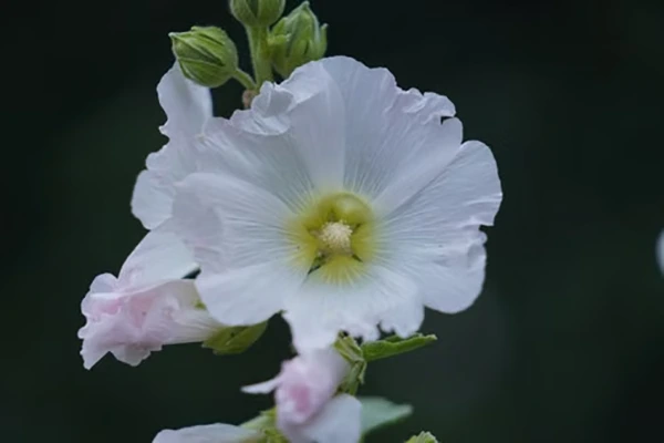 Hollyhock flower