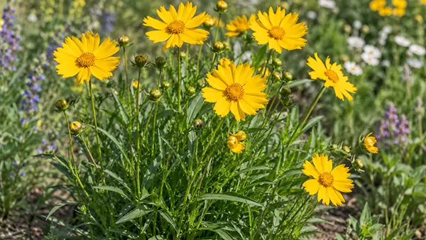 Lanceleaf coreopsis