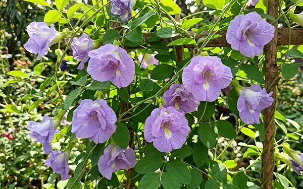 Lavender butterfly pea