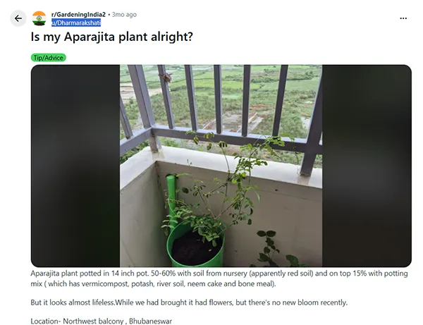 Not blooming blue pea
