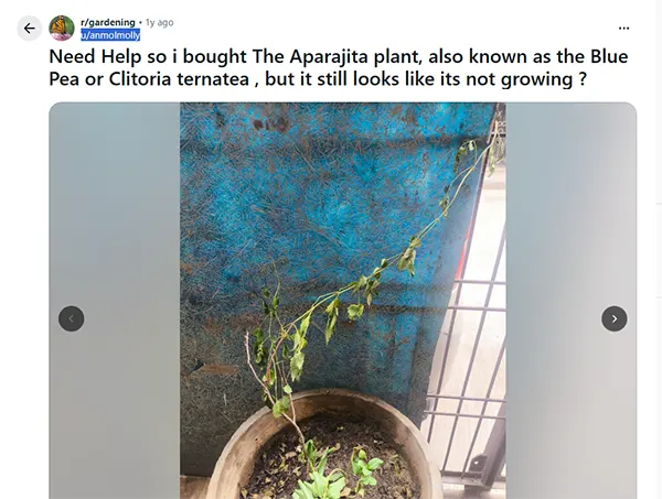 Not growing aparajita