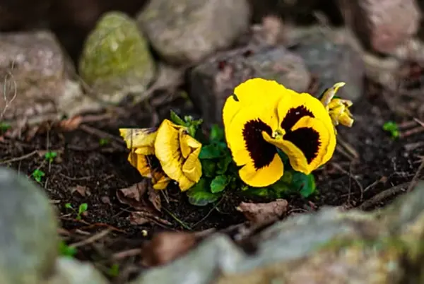 Pansy flower