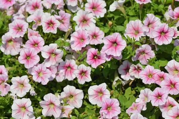 Petunia flowers