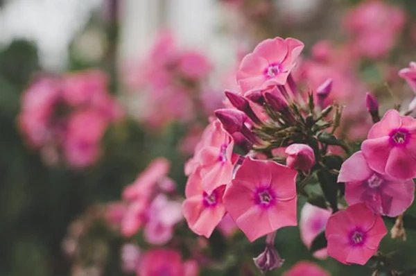 Phlox Flower