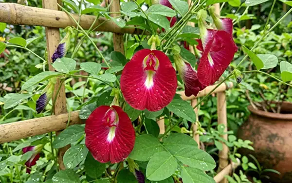 Red butterfly pea