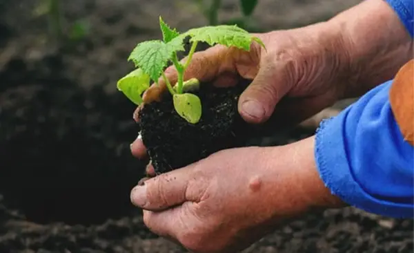 Remove the seedling