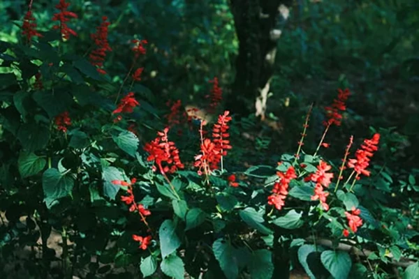 Salvia Flower