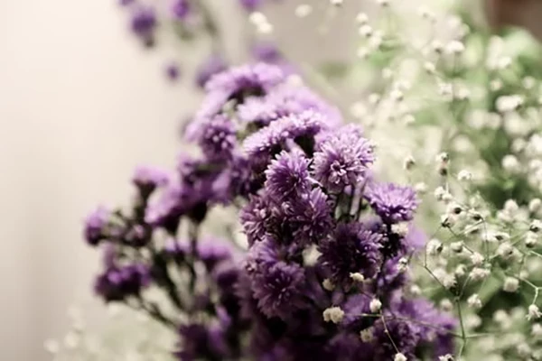 Statice Flowers