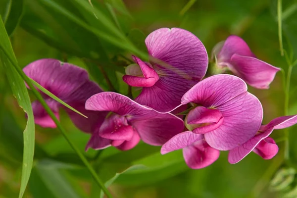Sweetpea flowers