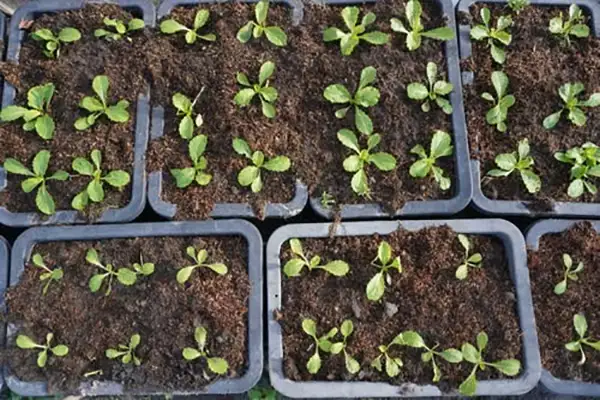 Take care of the seed