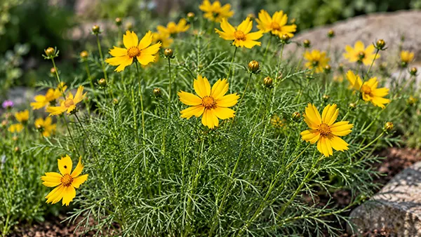Threadleaf coreopsis