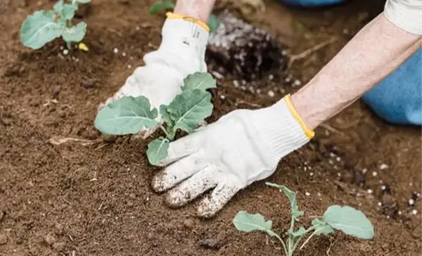Transplant the seedling