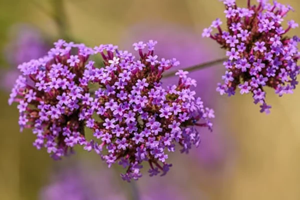 Verbena Flowers