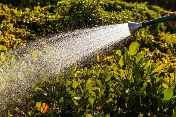 Watering the seed