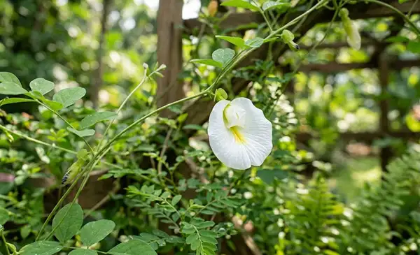 White butterfly pea