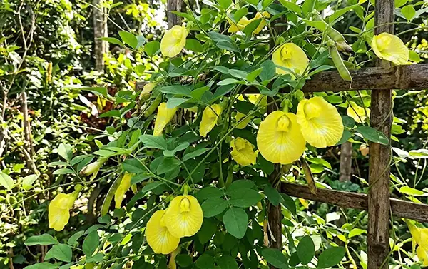 Yellow butterfly pea