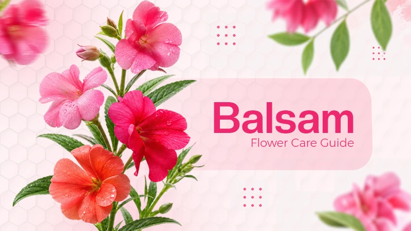 Balsam Flower: Planting, Growing, Caring, Taxonomy