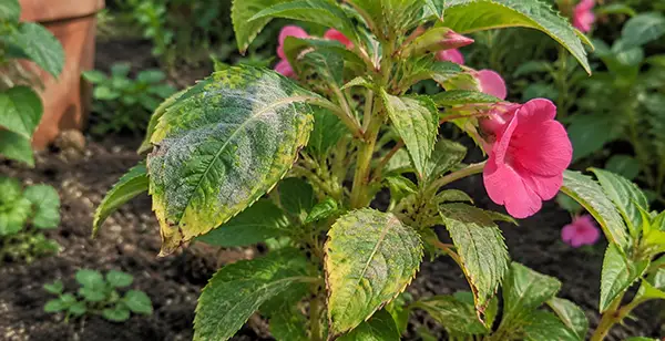 balsam flower plant
