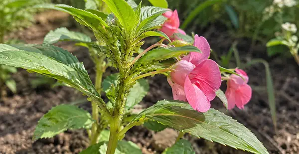 balsam plant