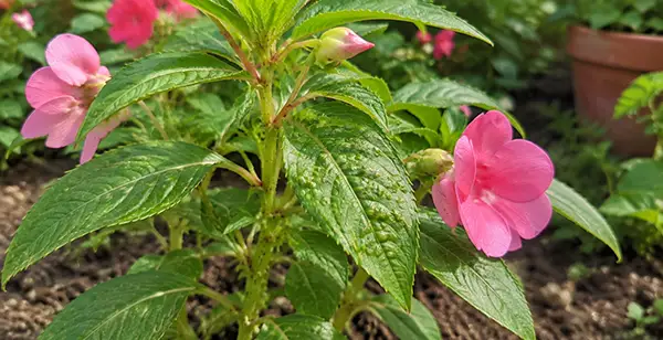 balsamina flower