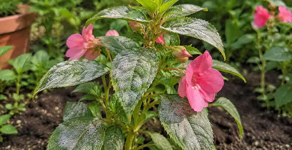 chinese balsam flowers