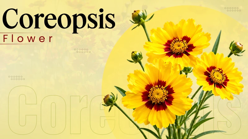 Coreopsis Flower Meaning: Taxonomy, Planting, and Caring