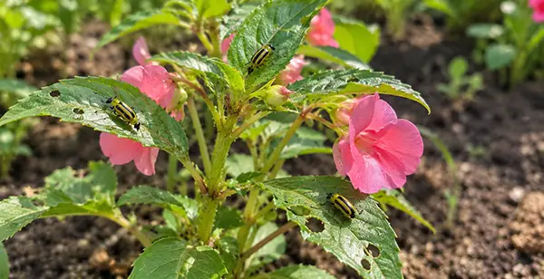 garden balsam
