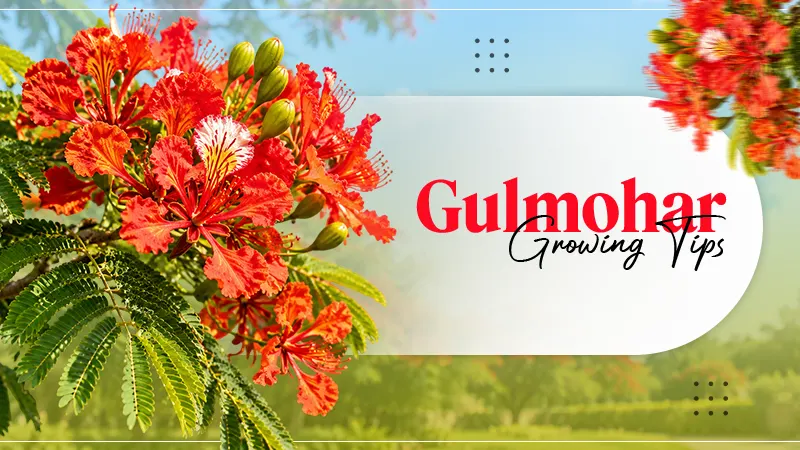Gulmohar Growing Tips: Its Taxonomy, Benefits, and Care Essentials